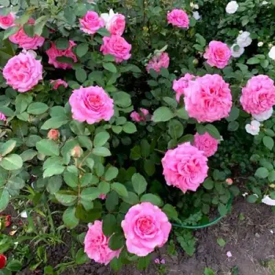 Роза ЭШЛИ чайно-гибридная в Солигорске