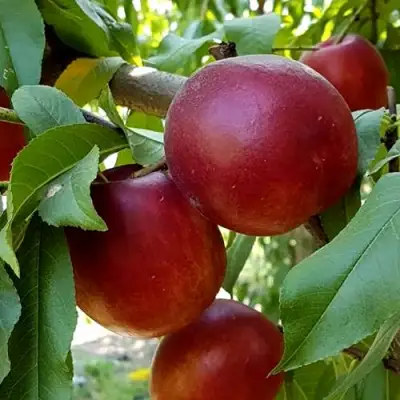 Нектарин ФАНТАЗИЯ в Солигорске