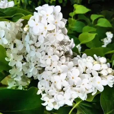 Сирень МАЛЕНЬКИЙ ПРИНЦ в Солигорске