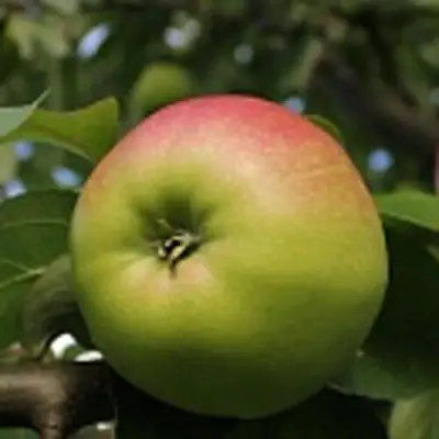 Яблоня СОКОЛОВСКОЕ стелющаяся в Солигорске