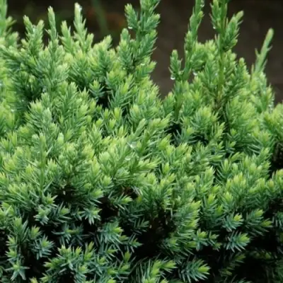 Можжевельник ХОЛГЕР чешуйчатый в Солигорске