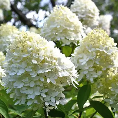 Гортензия БОМБШЕЛ метельчатая в Солигорске