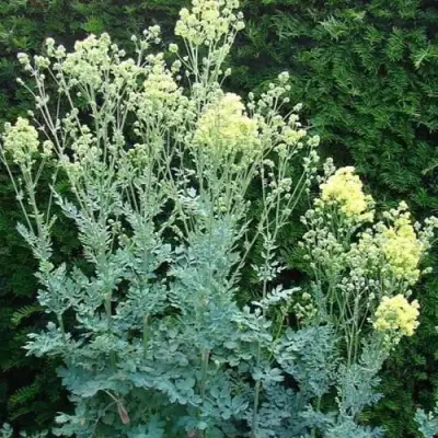 Василистник ГЛАУКУМ желтый в Солигорске