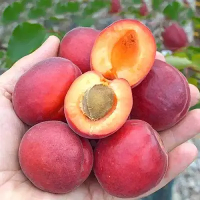 Абрикос РУБИСТА в Солигорске