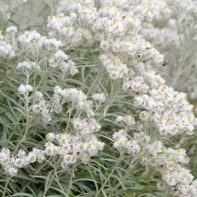 Анафалис ЖЕМЧУЖНЫЙ в Солигорске