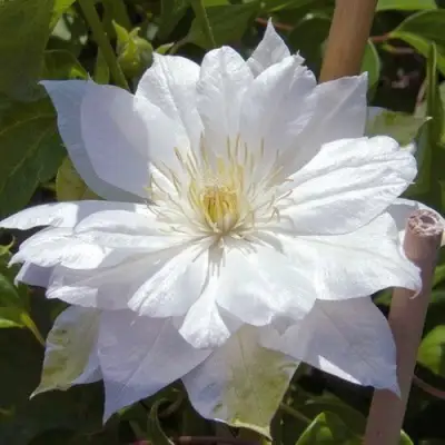 Клематис ДАЧЕСС ОФ ЭДИНБУРГ в Солигорске