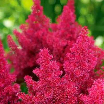 Астильба КОБЛЕНЦ японская в Солигорске