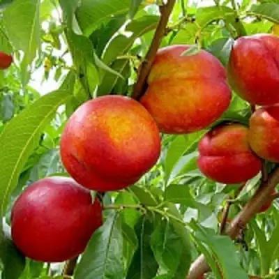 Нектарин ХАРБЛЕЙЗ в Солигорске