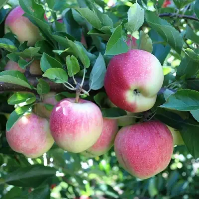 Яблоня ГРУШОВКА МОСКОВСКАЯ в Солигорске