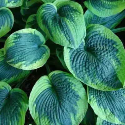 Хоста ТОКУДАМА ФЛАВОЦИРЦИНАЛИС гибридная в Солигорске