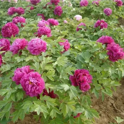 Пион КИТАЙСКИЙ ШЕЛК травянистый в Солигорске