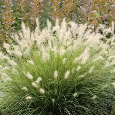 Пеннисетум ХАМЕЛН в Солигорске