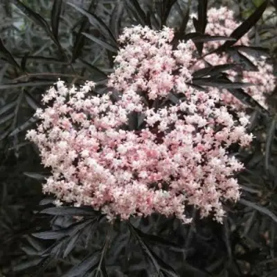 Бузина черная БЛЭК ЛЕЙС ЕВА в Солигорске