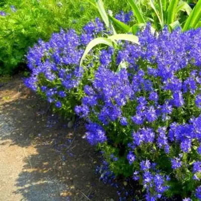 Вероника РОЯЛ БЛЮ большая в Солигорске