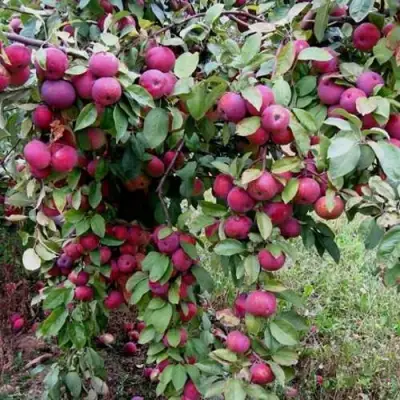 Яблоня ФЛОРИНА в Солигорске