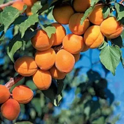 Абрикос ХАРКОТ в Солигорске