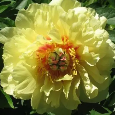 Пион ЗОЛОТАЯ КОРОНА древовидный в Солигорске