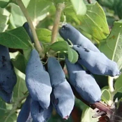 Жимолость съедобная НИМФА (ГАММА) в Солигорске