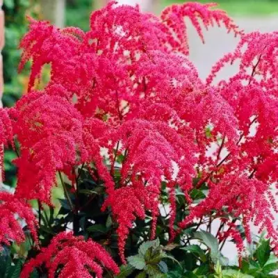 Астильба РЕД ЧАРМ Арендса в Солигорске