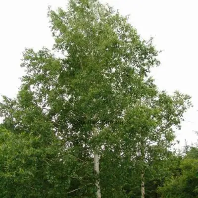 Береза бородавчатая в Солигорске