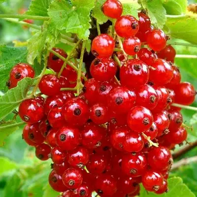 Смородина красная НЕНАГЛЯДНАЯ в Солигорске