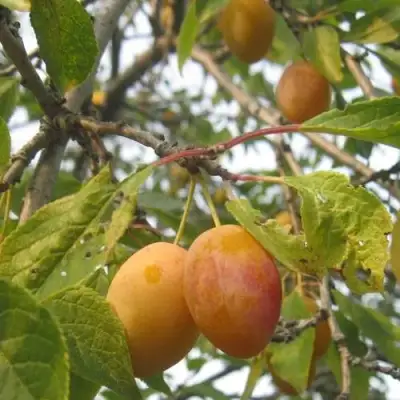 Слива НАТАША в Солигорске