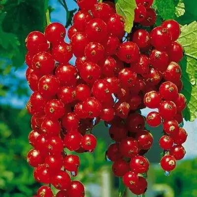 Смородина красная РОВАДА в Солигорске