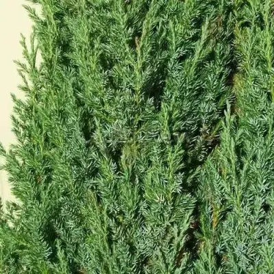 Можжевельник ХИБЕРНИКА обыкновенный  в Солигорске