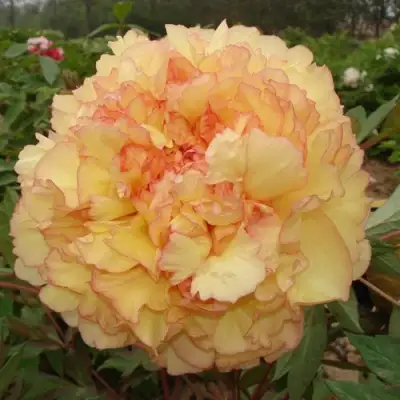 Пион ЗОЛОТАЯ РОССЫПЬ древовидный в Солигорске