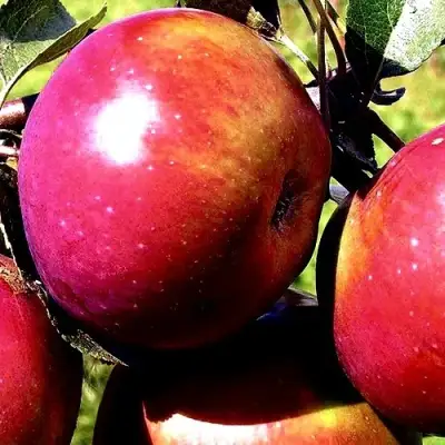 Яблоня ВЕСЯЛИНА в Солигорске