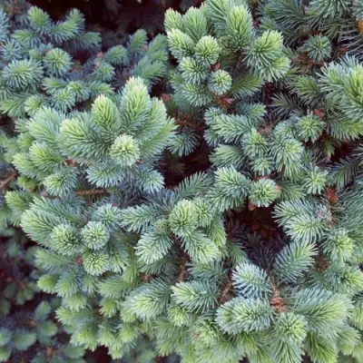 Ель ЭХИНИФОРМИС сизая в Солигорске