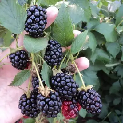 Ежевика ОУАЧИТА бесшипная  в Солигорске