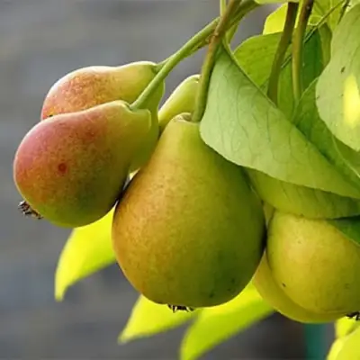 Груша СЕВЕРЯНКА в Солигорске