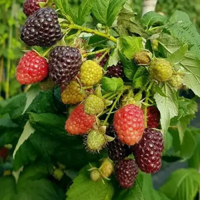 Малина БЛЭК ПОЛЬКА (ХЕБАН) в Солигорске