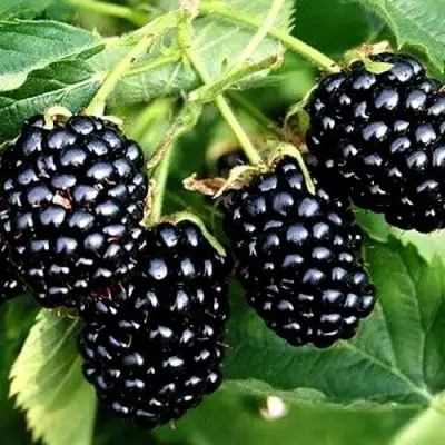 Ежевика ПРАЙМ АРК ТРЕВЕЛЕР ремонтантная  в Солигорске