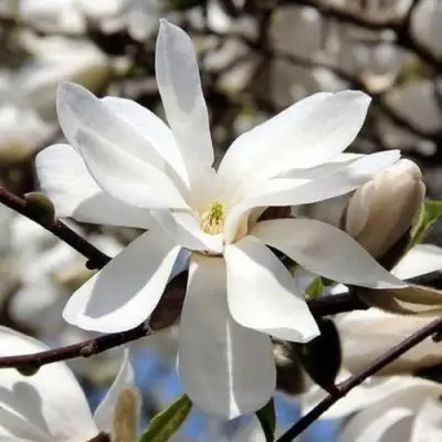 Магнолия ЛЕБНЕРА МЕРРИЛЛ в Солигорске