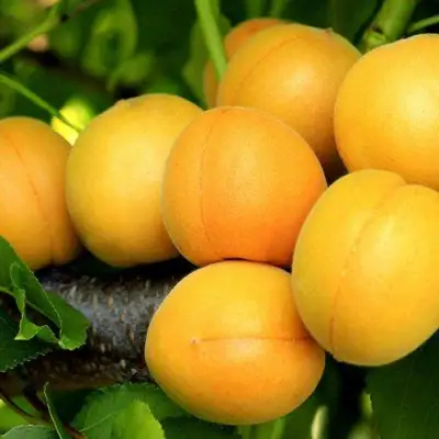 Абрикос ЦАРСКИЙ в Солигорске