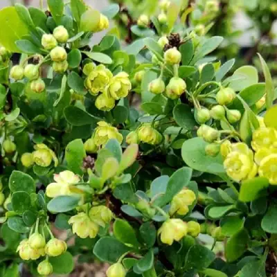 Барбарис КОБОЛЬД тунберга в Солигорске