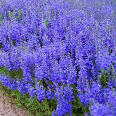 Вероника австрийская в Солигорске