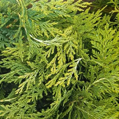 Кипарисовик САНКИСТ лавсона в Солигорске