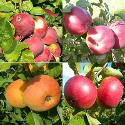 Комплект ЯБЛОНЕВЫЙ КВАРТЕТ в Солигорске