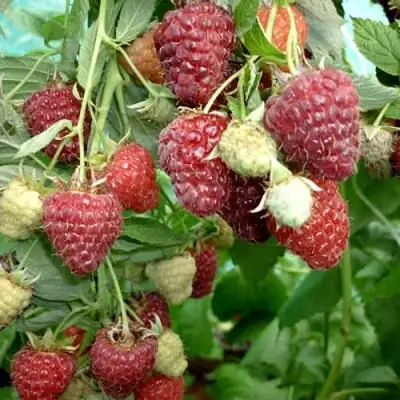 Малина ЖАР-ПТИЦА в Солигорске