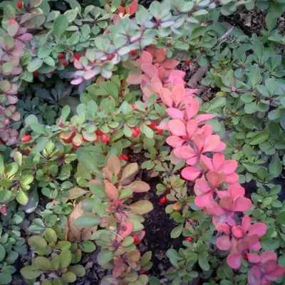 Барбарис ГРИН КАРПЕТ тунберга в Солигорске