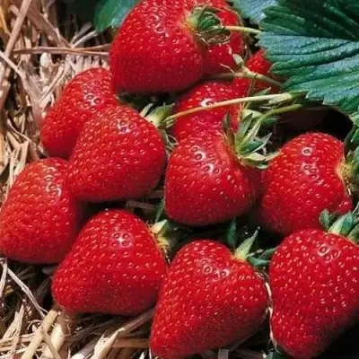 Клубника КИМБЕРЛИ в Солигорске