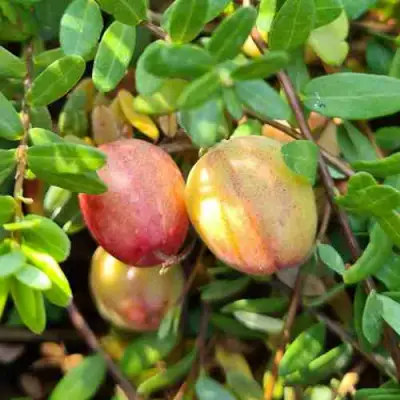 Клюква СТАНКОВИЧ в Солигорске