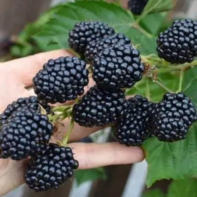 Ежевика ДЖАМБО бесшипная  в Солигорске