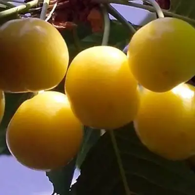 Черешня ЧЕРМАШНАЯ в Солигорске