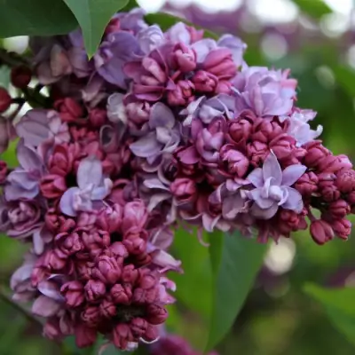 Сирень П.П.КОНЧАЛОВСКИЙ в Солигорске