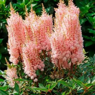 Астильба ЛУК ЭТ МИ японская в Солигорске