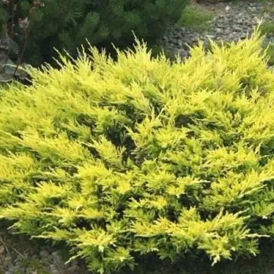 Можжевельник ЛАЙМ ГЛОУ горизонтальный  в Солигорске